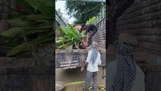 Criminal lily plant loading gajraulanursery wholesalenursery allplants nurseryplants plants [upl. by Lockhart]