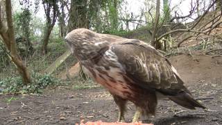 Buzzard Swoops at Squirrel [upl. by Vedette382]