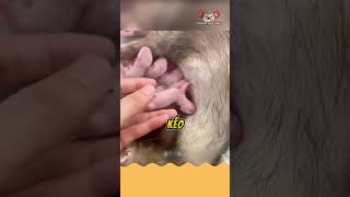 khi bạn nuôi chồn sương ferret [upl. by Medlin]