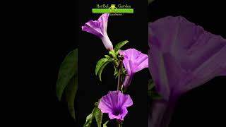 Ipomoea 🐸 ipomoea flores timelapse jardinería herbelgarden [upl. by Debbi95]