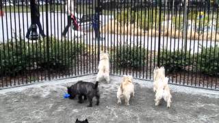 Cairn Terrier Meetup [upl. by Clim]