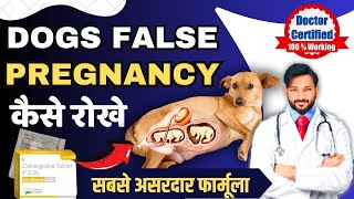 False Pregnancy  Pseudopregnancy in Dogs  Signs  Symptoms  Treatment  How to Stop 🛑 Milk Hindi [upl. by Assiram]