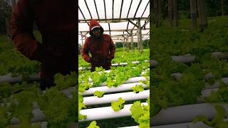 Hydroponic System Is a Future Farming shortvideo shorts short hydroponics [upl. by Ettenwad]