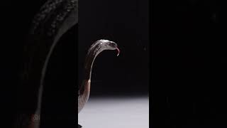 cobra spitting venom India youtubeshorts cobra [upl. by Lindsy]