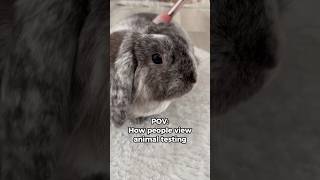 IS THIS WHAT ANIMAL TESTING LOOKS LIKE 🐰 crueltyfree bunny rabbit [upl. by Marya]