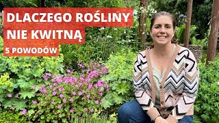 5 powodów dlaczego rośliny byliny kwiaty wieloletnie nie kwitną [upl. by Radek]