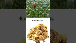 Medicinal plants with Scientific name amp Parts used  AyurvedaEnlightened ayurveda ayurvedabasics [upl. by Gretchen]