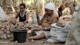 Negócios e Uso Sustentável da Biodiversidade no Brasil 2014 [upl. by Ahsinra]