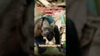 Monyet capuchin brasil animals hewancerdas monyet monyetviral [upl. by Hildy787]