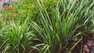 How to Grow Dianella [upl. by Schuyler]