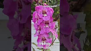 안젤로니아 💝 angelonia [upl. by Conti]