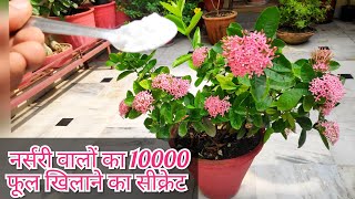 Ixora plant care n fertilizer ixora plant secret fertilizer बस आधा चम्मच फूलों से ढक जाएगा पौधा [upl. by Sheply849]