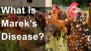 What is Mareks Disease Should you be worried [upl. by Leirraj]