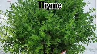 Two Easiest Thyme to Propagate Broad Leaf Thyme and quotfine leafquot thyme Indian Borage [upl. by Airet]