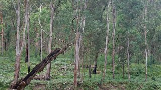 Driving along Belmore River NSW [upl. by Nivahb]