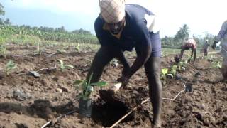 Planting of Tissue Culture Plants in Banana [upl. by Aer]