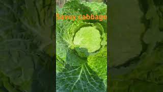 Savoy cabbage 🥬 [upl. by Ogg]