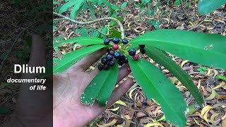 Shoebutton ardisia Ardisia elliptica [upl. by Ulda914]