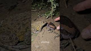 Look at the frog funny catching  big froggy catching funny shorts [upl. by Snell]