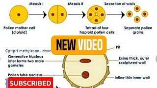 Chapter2Microsporogenesis and development of Male gametophyteBiology 12thNcert [upl. by Noremak]