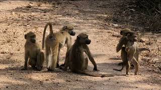 A Baboon troop in Gorongosa [upl. by Alyled630]