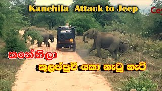 elephant attack kanehila at kaudulla national park [upl. by Akcir485]