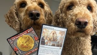 The wombo bombo combos you may or may not know about Part I Magic The Gathering EDH doggos [upl. by Hannahsohs187]