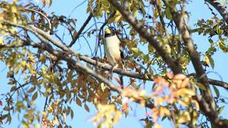 큰 부리가 매력적인 밀화부리 yellowbilled grosbeak [upl. by Carnes]