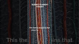 quotSliding Filament Theory The Mechanism Behind Muscle Contractionquot [upl. by Renie]