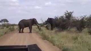 elephant fight CAM2 [upl. by Strauss]