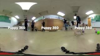 Puppies in 360 [upl. by Iturhs]