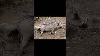 Le Phacochère est dangereux ou pas wildlife animals challenge funny funnyvideo foryou [upl. by Ttergram]