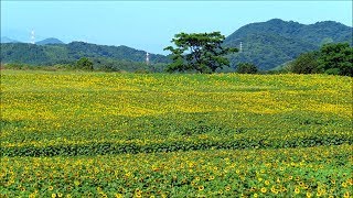 2018 710 ひまわりの里まんのう 中山団地 Ⅰ ～香川県仲多度郡まんのう町～ [upl. by Aettam]