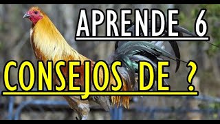 COMO SELECCIONAR SEMENTALES   Gallos Finos [upl. by Dazhehs]