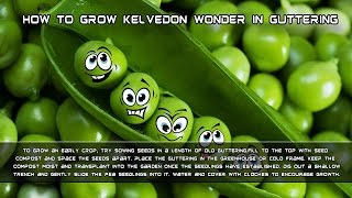 How to grow Kelvedon Wonder Peas In Guttering [upl. by Eisse356]