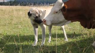 Herdenschutzhunde bei Rindern  Kangals und Hinterwälder [upl. by Epstein268]