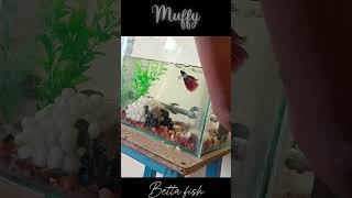 Sick betta fish treatment fish bettafish fungalinfection [upl. by Bisset]