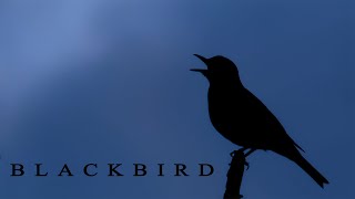 BLACKBIRD singing in the end of night the most beautifull bird sounds [upl. by Audrie]