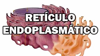 Introducción al retículo endoplasmático y el aparato de Golgi🧫🧫🧫🔬🔬🔬 [upl. by Noived]