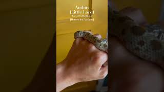 Audius my ‘Conda morph Western Hognose Heterodon Nasicus [upl. by Pineda]