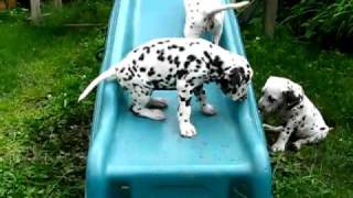 Cute Dalmatian Puppies [upl. by Tiertza647]