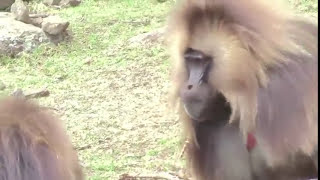 Monkey LipSmacking Resembles Human Speech [upl. by Grossman591]