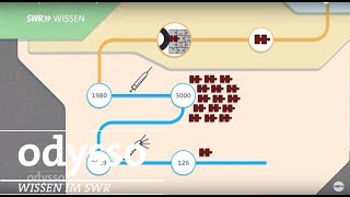 Schadet Impfen dem Immunsystem  SWR Wissen [upl. by Dawaj]