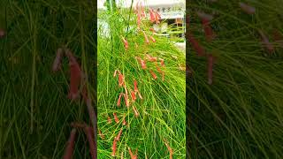 Firecracker Scientific name Russelia equisetiformis shortviralvideo flowers plants nature [upl. by Ainaj]