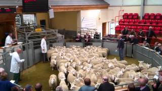 North country cheviots being sold at Dingwall Auction Mart [upl. by Herstein]