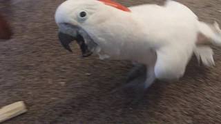 Misha the Moluccan cockatoo talking singing and whistling [upl. by Uba]