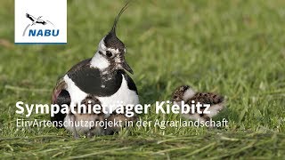 Der Kiebitz  ein Projekt zum Schutz der seltenen Feldvögel [upl. by Siuqcram]