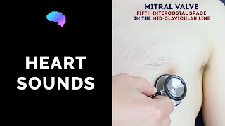 Heart murmur sounds cardiac auscultation sounds  UKMLA  CPSA [upl. by Ploch16]