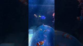 Finding Nemo and Dory at same time shortvideo reels fish aquarium vlog [upl. by Lisab398]