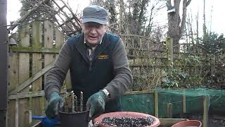 Rose growing in Winter  How to propagate roses from hardwood cuttings [upl. by Smoot693]